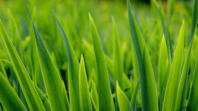 Green grass closeup macro bush free wallpaper for desktop - medium preview image