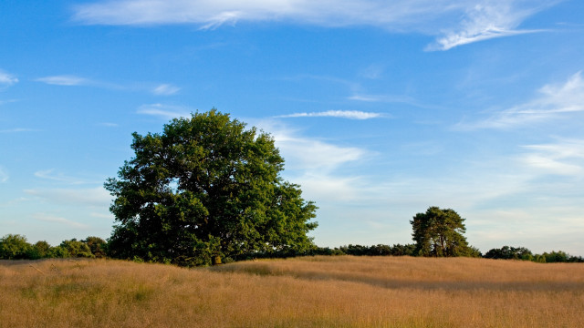Lone tree field blue sky #4 free wallpaper for desktop - medium preview image