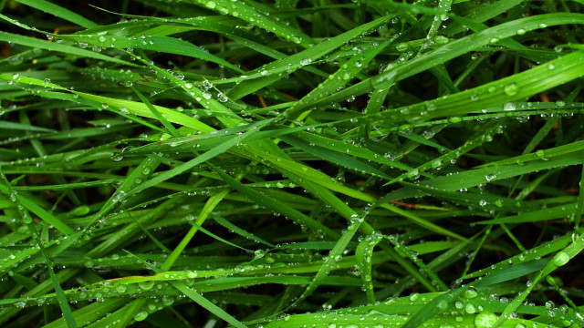 Grass water droplets macro nature #7 free wallpaper for desktop - medium preview image