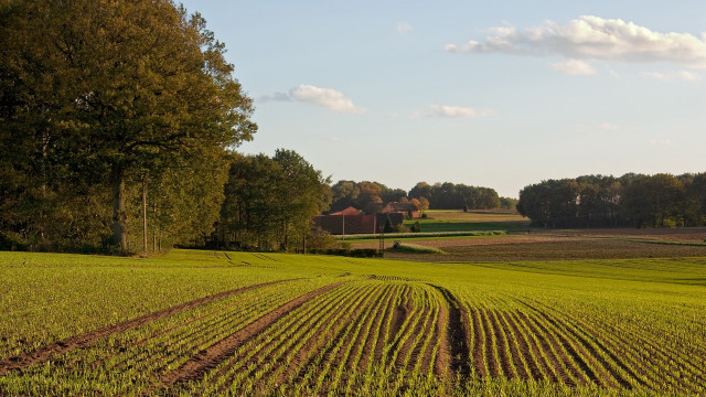 Field trees house sky clouds free wallpaper for desktop - medium preview image
