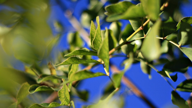 Branch leaves blue sky bokeh free wallpaper for desktop - medium preview image