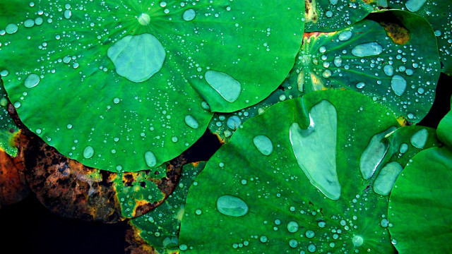 Green leaf water droplets macro #54 free wallpaper for desktop - medium preview image