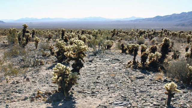 Desert cactus mountains landscape nature free wallpaper for desktop - medium preview image