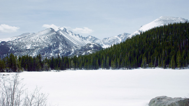 Snowy mountain forest bush branch free wallpaper for desktop - medium preview image