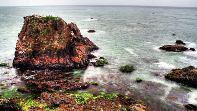Rocky shore algae birds bascove free wallpaper for desktop - medium preview image