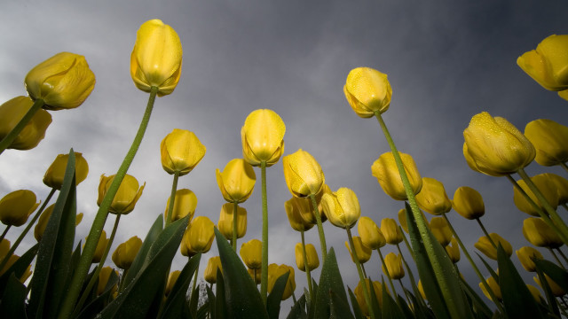 Yellow flower field cloudy sky #3 free wallpaper for desktop - medium preview image