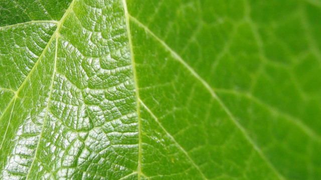 Green leaf macro blurry background #5 free wallpaper for desktop - medium preview image