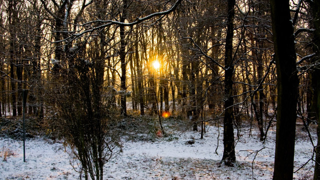 Snowy forest sunset city ferris free wallpaper for desktop - medium preview image