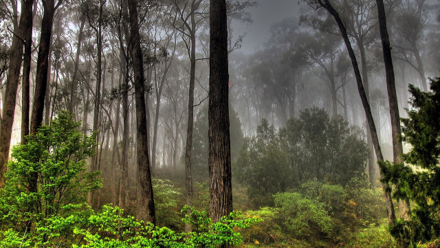 Foggy forest bench autumn bush free wallpaper for desktop - medium preview image