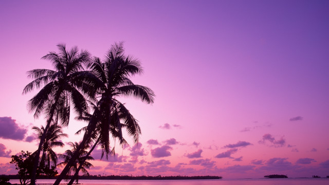 Palm tree silhouette purple sunset #2 free wallpaper for desktop - medium preview image