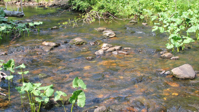 Hudson river rocks plants water free wallpaper for desktop - medium preview image