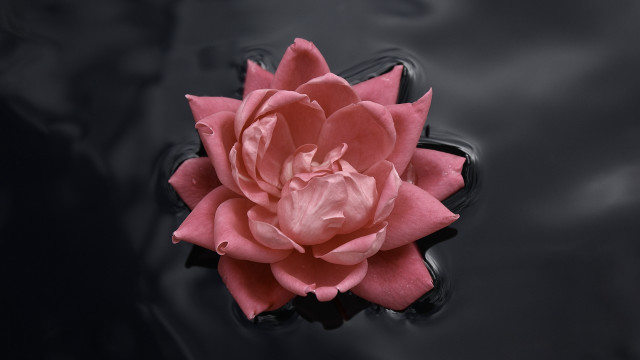 Pink flower black pond ripples free wallpaper for desktop - medium preview image