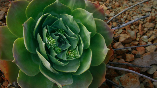 Large green plant leaves rock free wallpaper for desktop - medium preview image