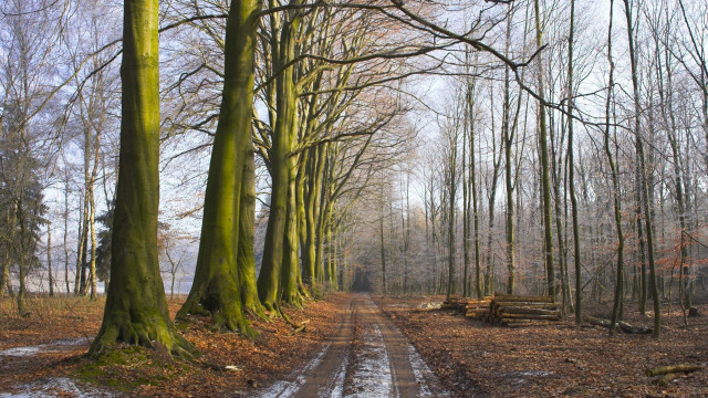 Dirt road forest snow bench free wallpaper for desktop - medium preview image