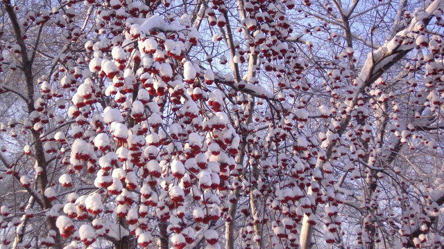 Snow berries tree flowers blood free wallpaper for desktop - medium preview image