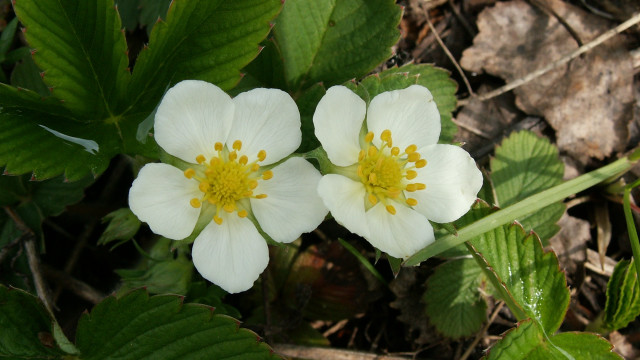 Two white flowers yellow centers #2 free wallpaper for desktop - medium preview image
