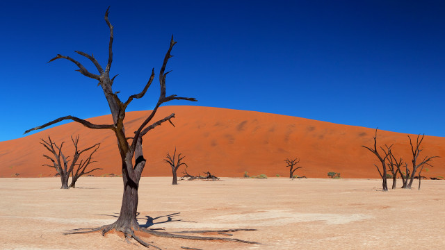 Barren desert dead trees blue free wallpaper for desktop - medium preview image