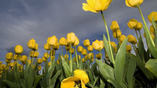 Yellow flowers field cloudy sky free wallpaper for desktop - medium preview image