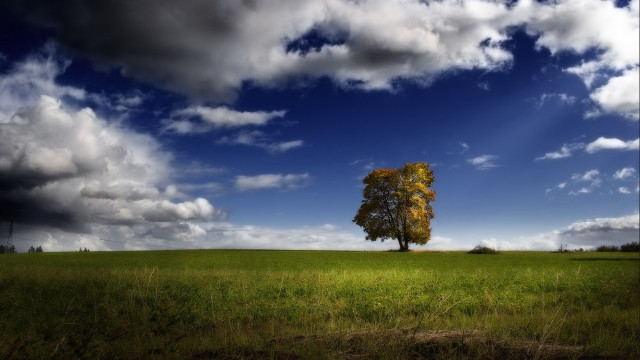 Lone tree field cloudy sky #22 free wallpaper for desktop - medium preview image