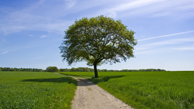 Tree road field clouds bench free wallpaper for desktop - medium preview image