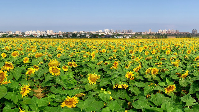 Sunflower field city sky cloud free wallpaper for desktop - medium preview image