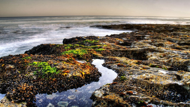 Rocky shore ocean plants sunset free wallpaper for desktop - medium preview image
