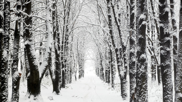 Snowy forest path bare tree free wallpaper for desktop - medium preview image