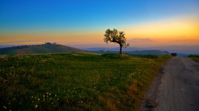 Lone tree grassy hill sunset #5 free wallpaper for desktop - medium preview image