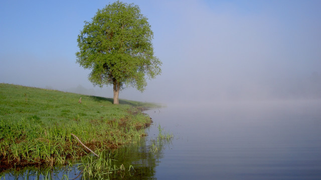 Tree hill water fog foreground free wallpaper for desktop - medium preview image