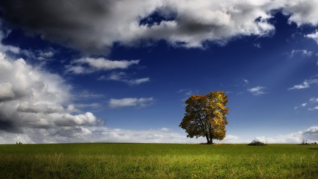 Lone tree field cloudy sky #21 free wallpaper for desktop - medium preview image