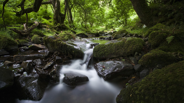 Lush green forest stream rocks free wallpaper for desktop - medium preview image