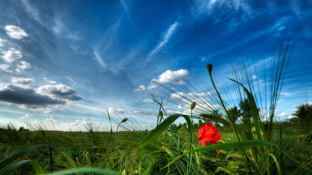 Red flower field blue sky #9 free wallpaper for desktop - medium preview image