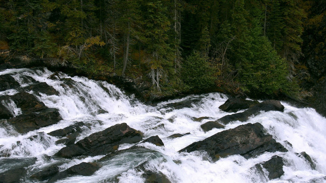 Man waterfall bear forest mountain free wallpaper for desktop - medium preview image