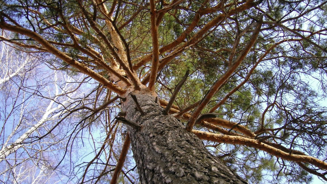 Tall bare branching tree sky free wallpaper for desktop - medium preview image
