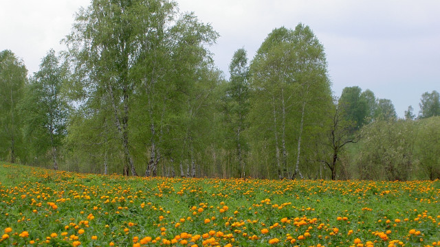 Flower field autumn sky trees free wallpaper for desktop - medium preview image