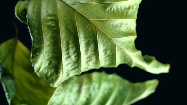 Green leaf macro photorealism foliage free wallpaper for desktop - medium preview image