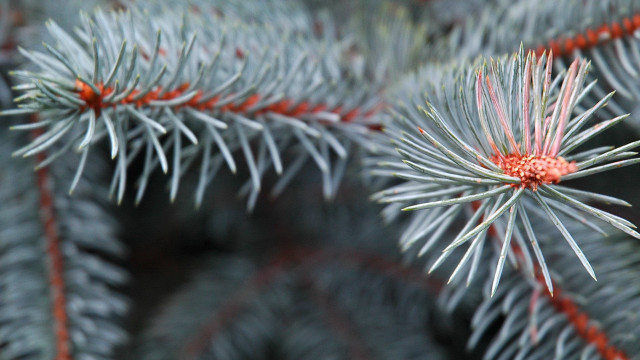 Pine tree red needles bokeh free wallpaper for desktop - medium preview image
