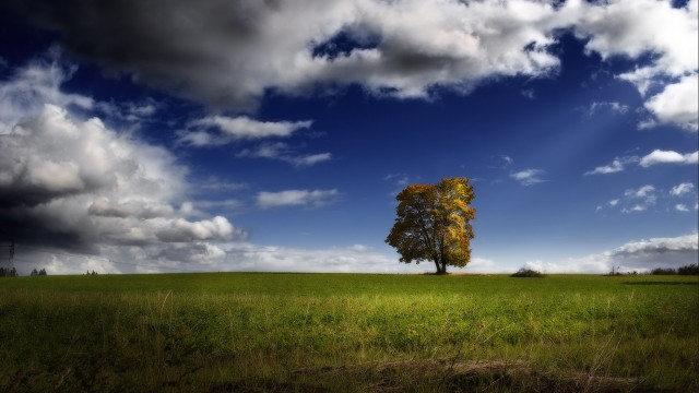 Lone tree field cloudy sky #24 free wallpaper for desktop - medium preview image