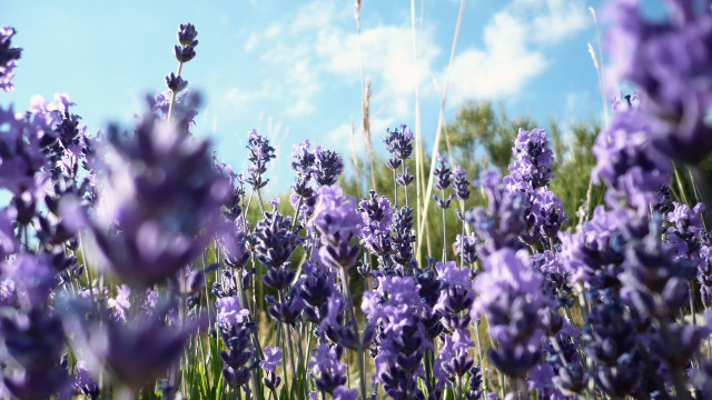 Lavender field blue sky clouds #3 free wallpaper for desktop - medium preview image