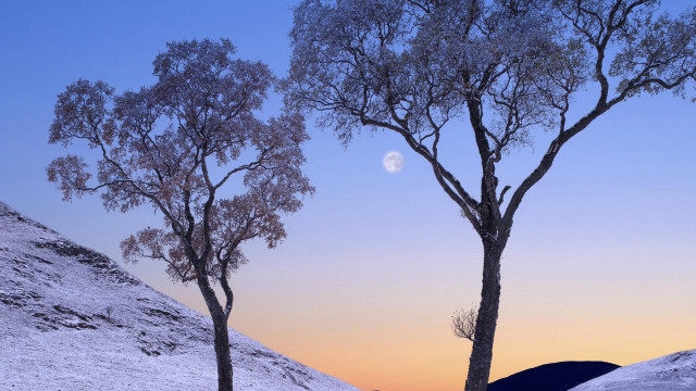 Snowy trees moon hill winter free wallpaper for desktop - medium preview image
