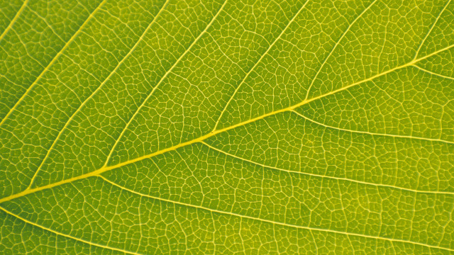 Green leaf yellow line macro #3 free wallpaper for desktop - medium preview image