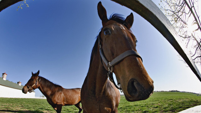 Horses field fence person on free wallpaper for desktop - medium preview image