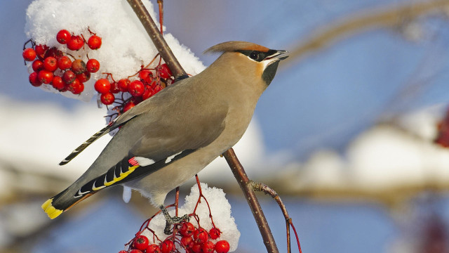 Bird branch berries snow naturalism free wallpaper for desktop - medium preview image