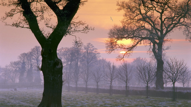 Snowy forest sunset bird branches free wallpaper for desktop - medium preview image