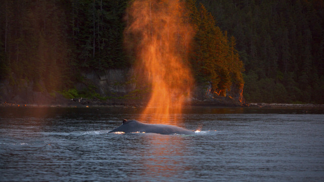 Large animal lake forest fire free wallpaper for desktop - medium preview image