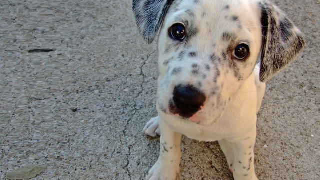 Sad shiba inu dog photorealistic #2 free wallpaper for desktop - medium preview image