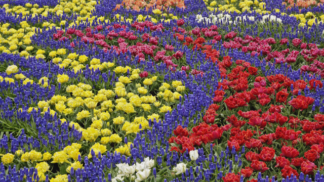 Flower field colorful bouquet blue free wallpaper for desktop - medium preview image