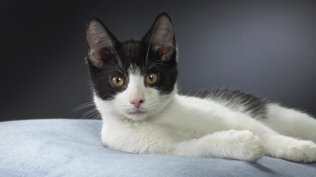 Black white cat blue pillow #3 free wallpaper for desktop - medium preview image