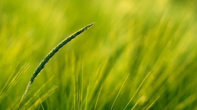 Green grass closeup blurry background #4 free wallpaper for desktop - medium preview image
