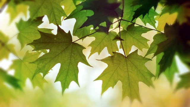 Leafy tree macro blurry background free wallpaper for desktop - medium preview image
